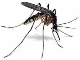 mosquito image